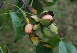 Καρυδιά: Καλλιεργητικά μέτρα για την ανθράκωση