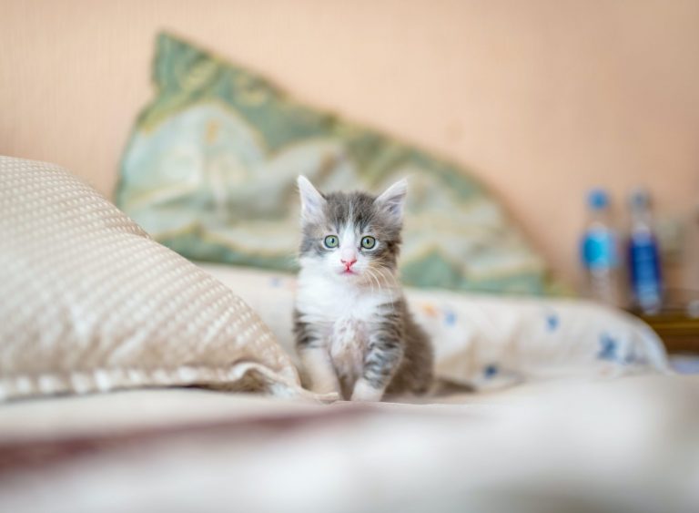 Θεσσαλονίκη: Αγωνία για γάτα με θανατηφόρα λοιμώδη περιτονίτιδα   – Η πανάκριβη θεραπεία