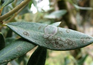 Ελιά: Γλοιοσπόριο και κυκλοκόνιο – Πώς αντιμετωπίζονται