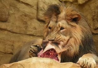 Τσεχία: Ζωολογικός κήπος τάισε νεκρή καμηλοπάρδαλη σε λιοντάρια
