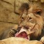 Τσεχία: Ζωολογικός κήπος τάισε νεκρή καμηλοπάρδαλη σε λιοντάρια