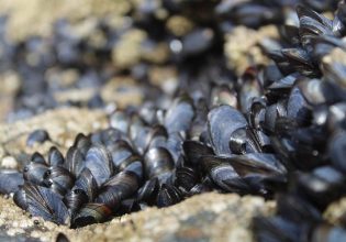 ΟΠΕΚΕΠΕ: Τι αλλάζει στις ενισχύσεις de minimis των οστρακοκαλλιεργητών