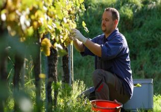 Αμπέλι: Ποιοι εντάσσονται στο πρόγραμμα αναδιάρθρωσης – Δείτε τα αποτελέσματα