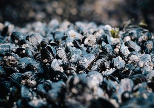 De minimis: Ξεκινούν οι αιτήσεις για τους οστρακοκαλλιεργητές – Τα ποσά