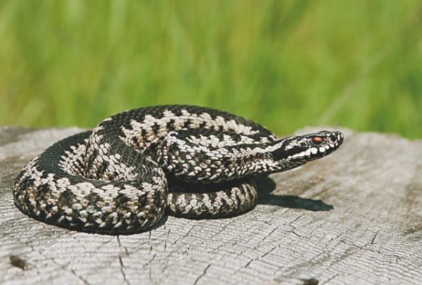 Λάρισα: Τρόμος για φοιτήτρια – Ξύπνησε και ήρθε αντιμέτωπη με μία οχιά