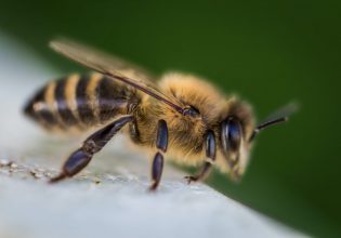 ΗΠΑ: Γυναίκα κατηγορείται ότι επιτέθηκε σε αστυνομικούς με… μέλισσες