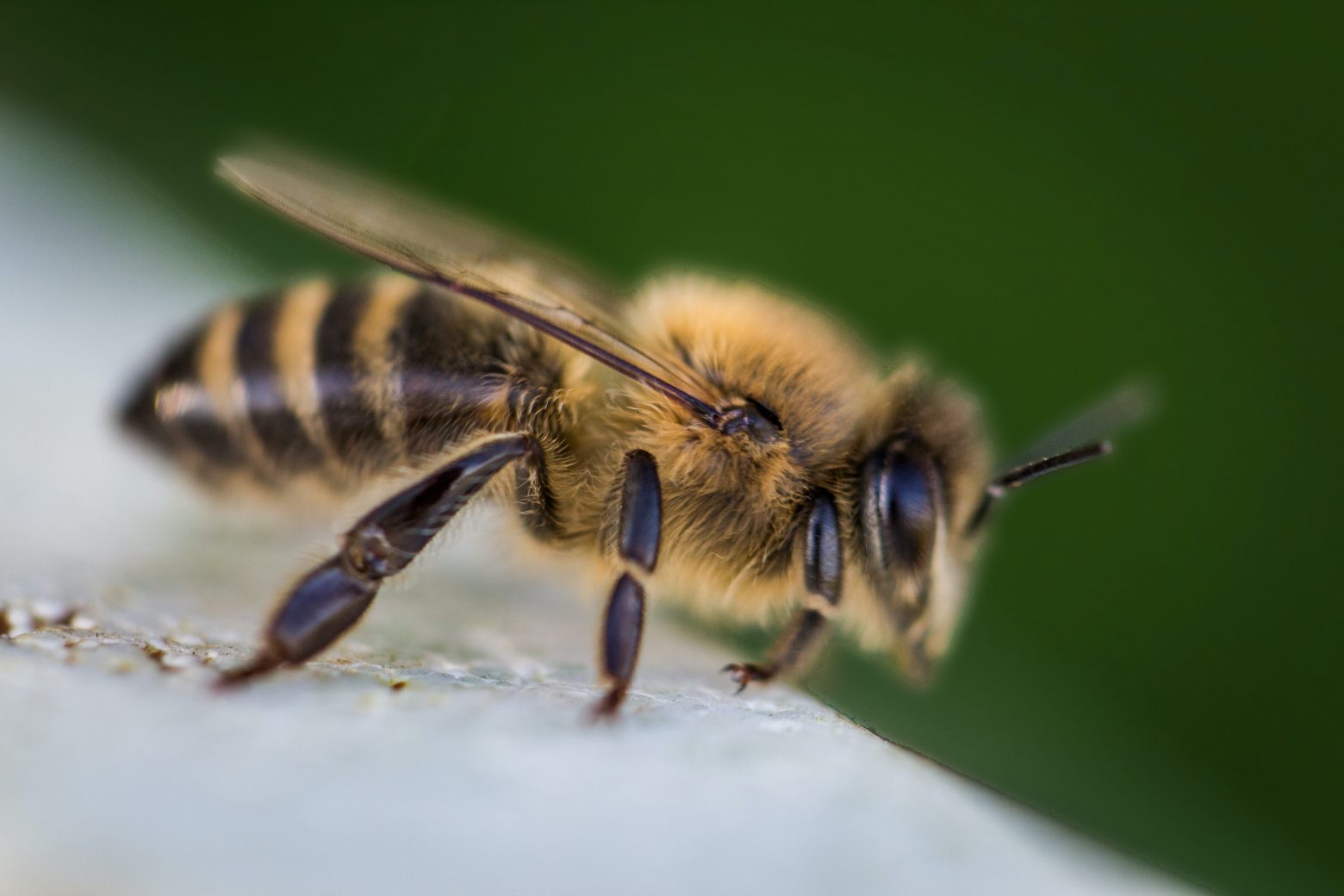 ΗΠΑ: Γυναίκα κατηγορείται ότι επιτέθηκε σε αστυνομικούς με... μέλισσες