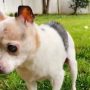 Πέθανε η Πέμπλς, η σκυλίτσα που κατείχε το ρεκόρ του γηραιότερου σκύλου στον κόσμο