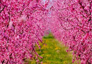 Ταμείο Ανάκαμψης: Τι αλλάζει στην αναδιάρθρωση των καλλιεργειών