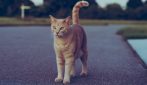 Γάτα βρέθηκε μετά από 9 χρόνια – Είχε διανύσει 1610 χιλιόμετρα