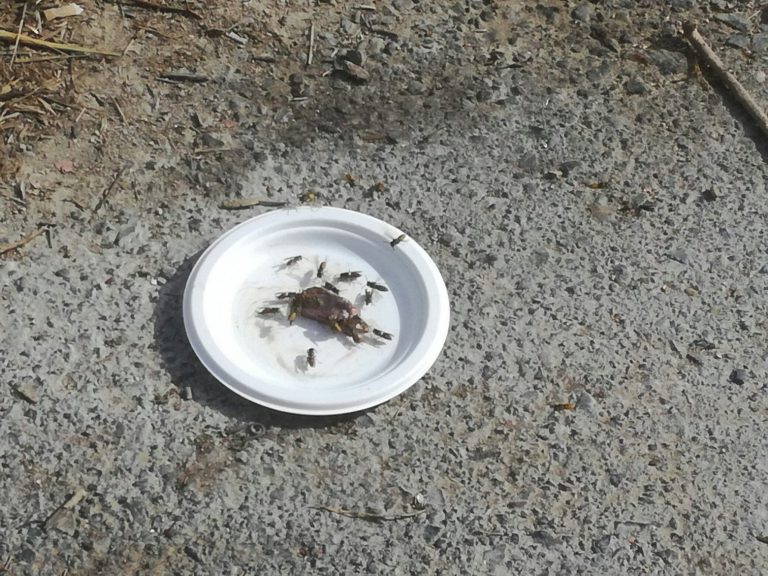 Κρήτη: Κλείνονται στα σπίτια τους για να προστατευτούν από τις σφήκες – Χωριά «πολιορκημένα» από σμήνη