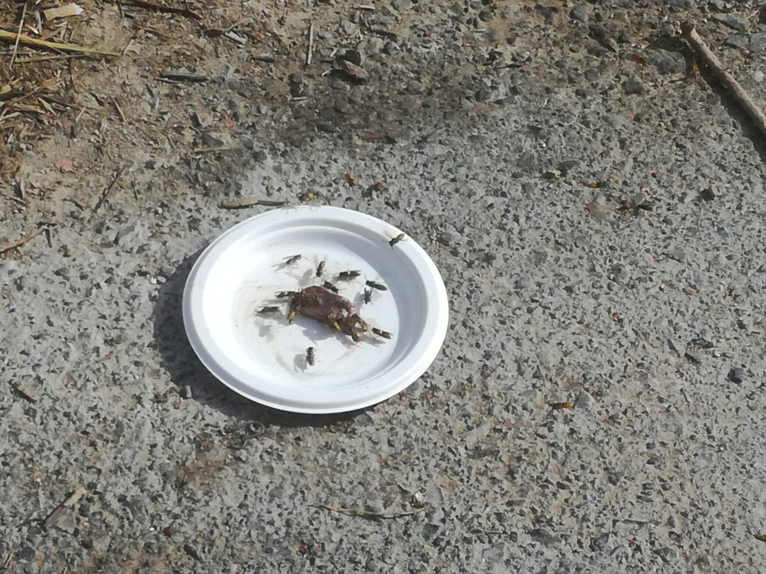 Κρήτη: Κλείνονται στα σπίτια τους για να προστατευτούν από τις σφήκες – Χωριά «πολιορκημένα» από σμήνη