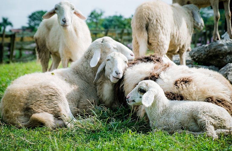 Αιγοπρόβατα: Επιβεβαιώθηκαν κρούσματα ευλογιάς – Σε συναγερμό οι κτηνιατρικές αρχές