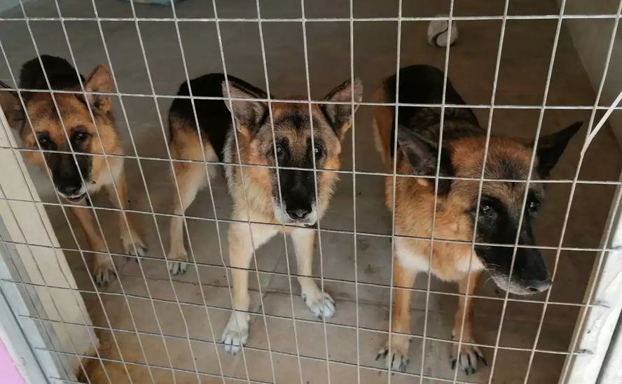 Σταύρος Ξαρχάκος: Σε καταφύγιο ζώων τα σκυλιά του – Τι απαντά η σύζυγός του