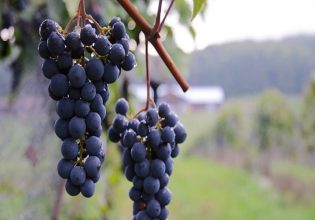 Αμπέλι: Εξαιρετική χρονιά για το μοσχάτο της Σάμου