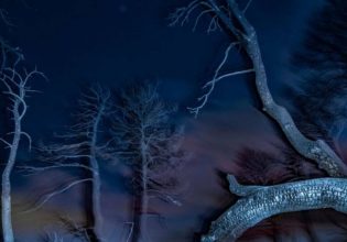 «Το αίνιγμα του δάσους»: Οι καμένες δασικές εκτάσεις της Αττικής μέσα από το φάκο του Τάσου Βρεττού