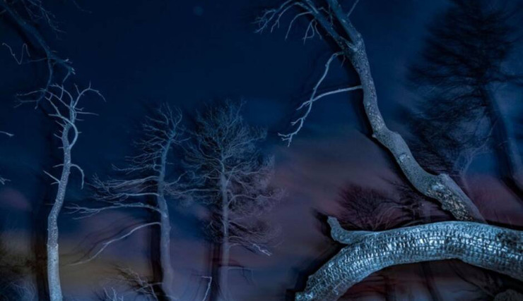 «Το αίνιγμα του δάσους»: Οι καμένες δασικές εκτάσεις της Αττικής μέσα από το φάκο του Τάσου Βρεττού