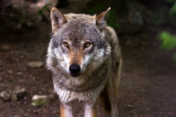 Ημαθία: Ντελιβεράς τα είδε όλα – Πήγαινε παραγγελία και συνάντησε… λύκο