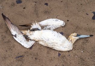 Γρίπη των πτηνών: Τα πουλιά έζησαν φέτος τη δική τους πανδημία