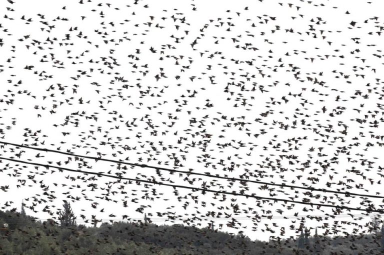 Μαγνησία: Εντυπωσιακές εικόνες – Ψαρόνια δημιουργούν παράξενους σχηματισμούς