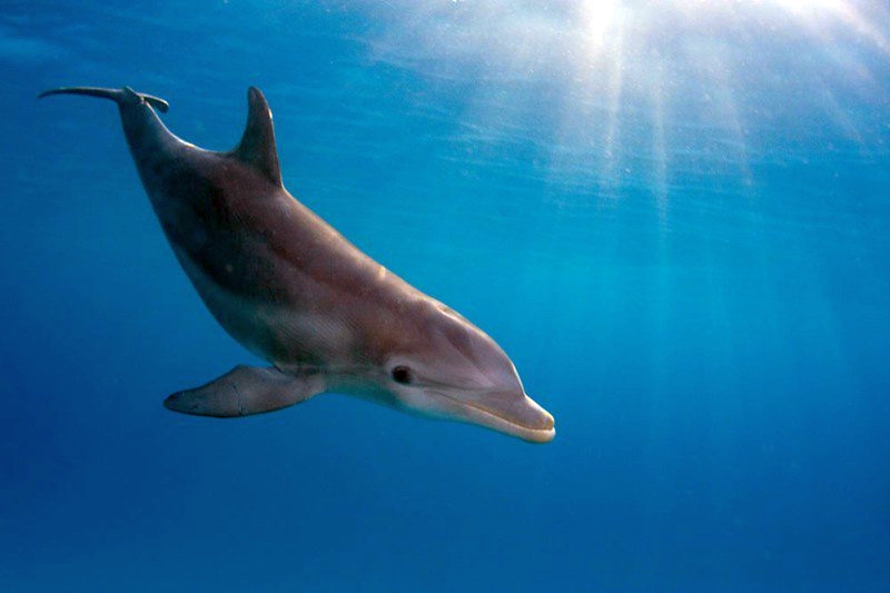 Ουκρανία: Εκατοντάδες δελφίνια πέθαναν στη Μαύρη Θάλασσα μετά την έναρξη της εισβολής