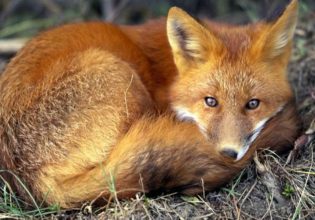 Λύσσα: Αξιολόγηση των εμβολιασμών των κόκκινων αλεπούδων