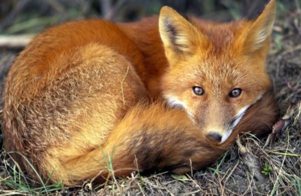 Λύσσα: Αξιολόγηση των εμβολιασμών των κόκκινων αλεπούδων