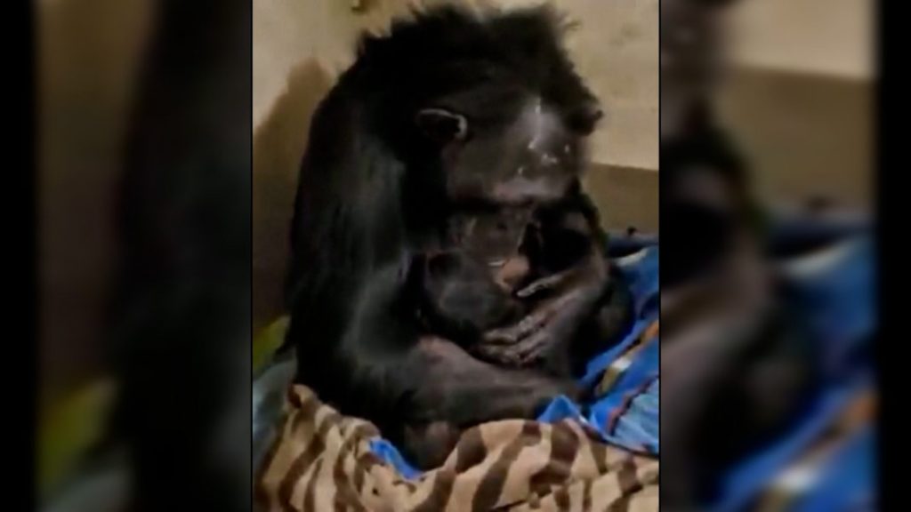 Μαμά – χιμπατζής: Συνάντα το νεογέννητό της μέρες μετά την καισαρική και συγκινεί με την αντίδρασή της