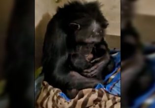 Μαμά – χιμπατζής: Συνάντα το νεογέννητό της μέρες μετά την καισαρική και συγκινεί με την αντίδρασή της