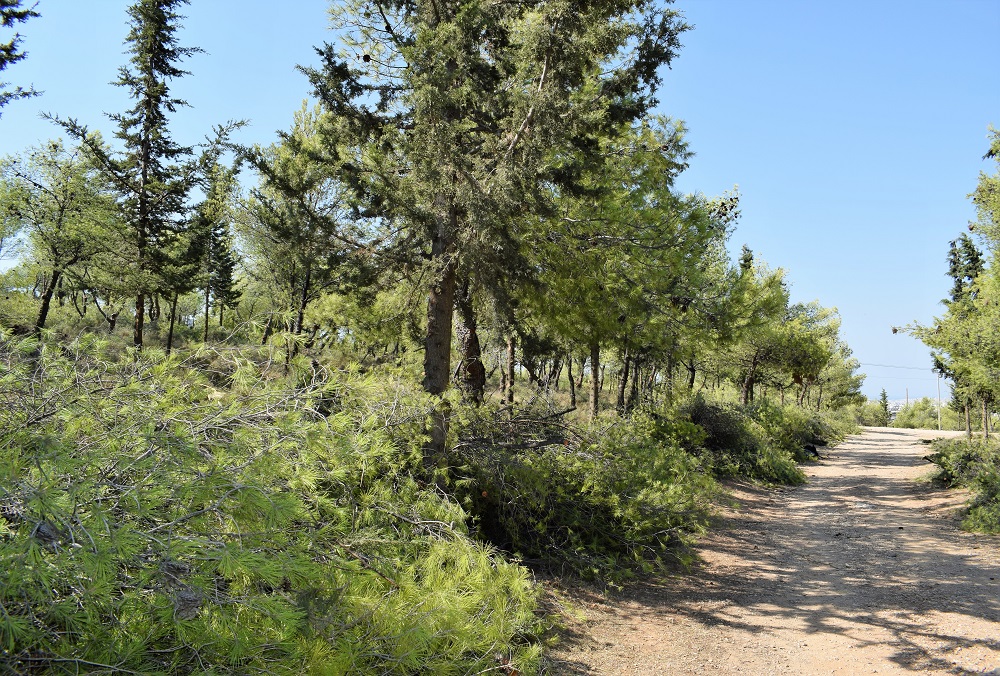 Μηνύσεις κατέθεσε ο Δήμος Γαλατσίου για την κοπή δέντρων