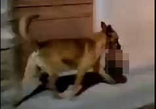 Μεξικό: Σκύλος τρέχει με ένα ανθρώπινο κεφάλι στο στόμα, που άρπαξε από σκηνή εγκλήματος