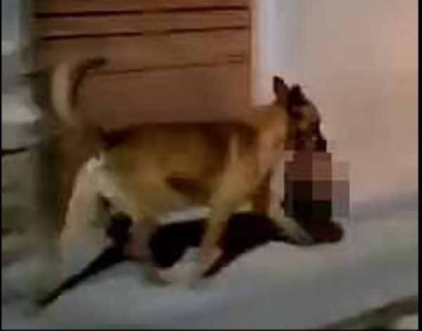 Μεξικό: Σκύλος τρέχει με ένα ανθρώπινο κεφάλι στο στόμα, που άρπαξε από σκηνή εγκλήματος
