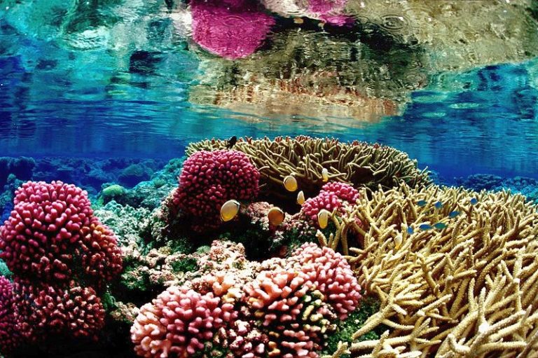 Κλιματική αλλαγή: Ακτιβιστές αγόρασαν ασφαλιστικό συμβόλαιο για τα κοράλλια της Χαβάης