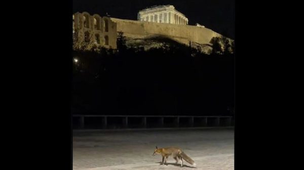 Αλεπού έκανε βόλτες κάτω από την Ακρόπολη
