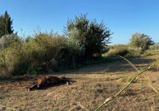 Απάνθρωποι σκότωσαν τρία άγρια άλογα – Εικόνες ντροπής στο Αγρίνιο