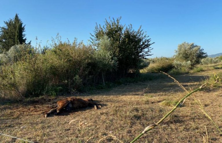 Απάνθρωποι σκότωσαν τρία άγρια άλογα – Εικόνες ντροπής στο Αγρίνιο