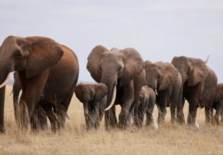 Η ξηρασία θερίζει τους απειλούμενους ελέφαντες της Κένυας