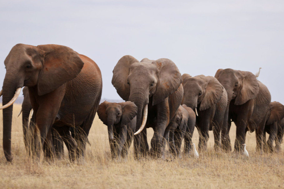 Η ξηρασία θερίζει τους απειλούμενους ελέφαντες της Κένυας