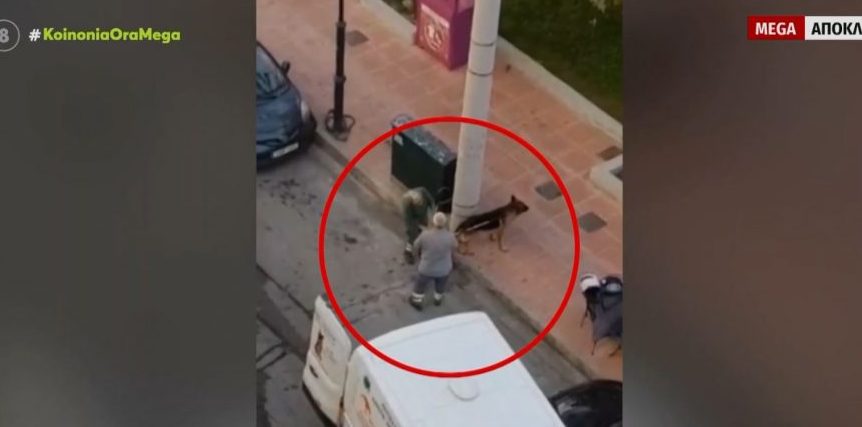 Δραπετσώνα: Συνελήφθη η ιδιοκτήτρια του λυκόσκυλου που κατασπάραξε μικρό κανίς