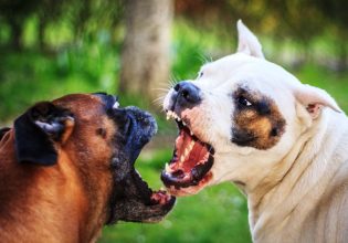 Οι κυνομαχίες που σόκαραν την Ελλάδα – Πώς εκπαίδευαν τα ζώα για να γίνουν δολοφόνοι