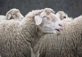 Κρήτη: Πρόβατα έφαγαν το γρασίδι σε γήπεδο ποδοσφαίρου