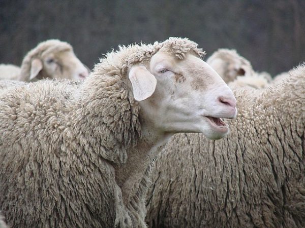 Κρήτη: Πρόβατα έφαγαν το γρασίδι σε γήπεδο ποδοσφαίρου