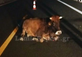 Λαμία: Τροχαίο με… αγελάδα στην εθνική οδό [εικόνες]