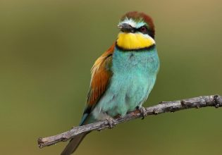 Ένα στα οκτώ πουλιά στον πλανήτη κινδυνεύει με εξαφάνιση