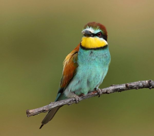 Ένα στα οκτώ πουλιά στον πλανήτη κινδυνεύει με εξαφάνιση