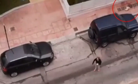 Δραπετσώνα: Λυκόσκυλο χωρίς λουρί κατασπάραξε κανίς στη μέση του δρόμου – Σοκάρει το βίντεο