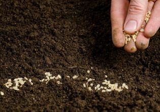 ΕΟΚΕ: Αλλαγή της στρατηγικής για την παραγωγή φυτικών πρωτεϊνών και ελαίων