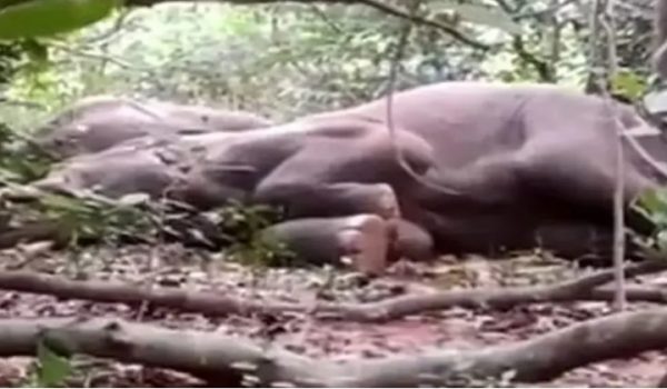Ινδία: Ελέφαντες ήπιαν παραδοσιακό ποτό και μέθυσαν – Δεν ξυπνούσαν ούτε με τύμπανα