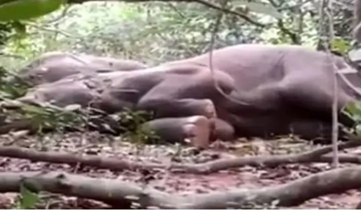 Ινδία: Ελέφαντες ήπιαν παραδοσιακό ποτό και μέθυσαν - Δεν ξυπνούσαν ούτε με τύμπανα