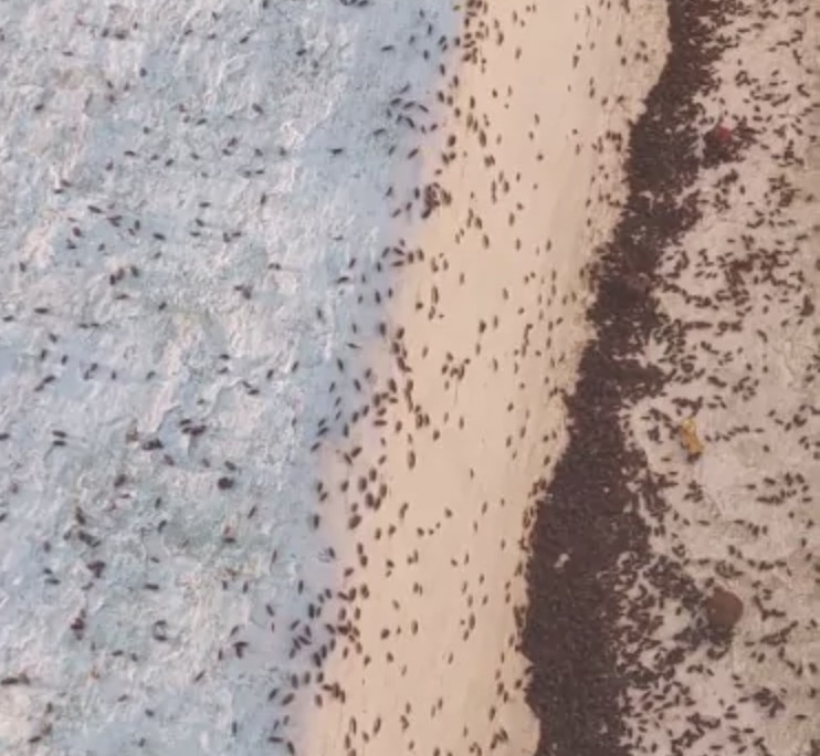 Μετόχι Δυτικής Αχαΐας: Επιδρομή σκαθαριών σε σπίτια – Εμφανίστηκαν χιλιάδες έντομα